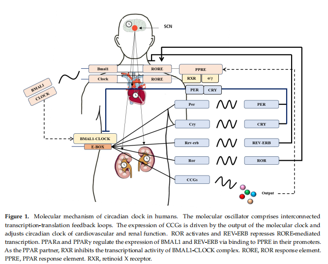 Molecular mechanism of circadian clock in humans. The Molecular mechanism of circadian clock in humans. The