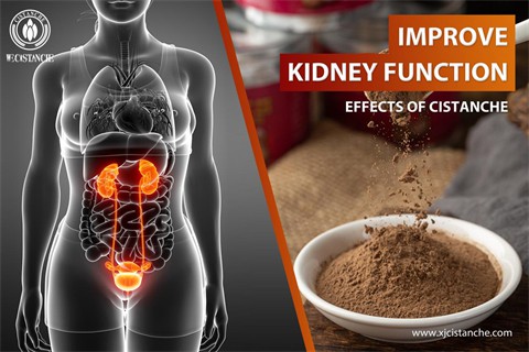 cistanche tubulosa：improve kidney function