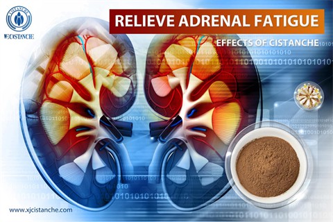 effects of cintanche：relieve adrenal fatigue