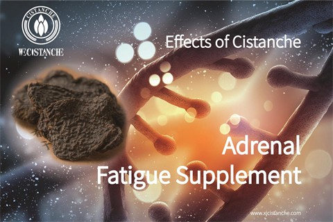 cistanche nedir：relieve adrenal fatigue