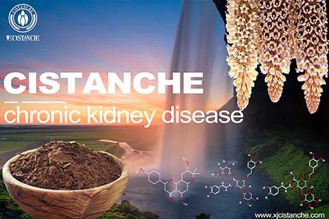 tonify kidney herb 
