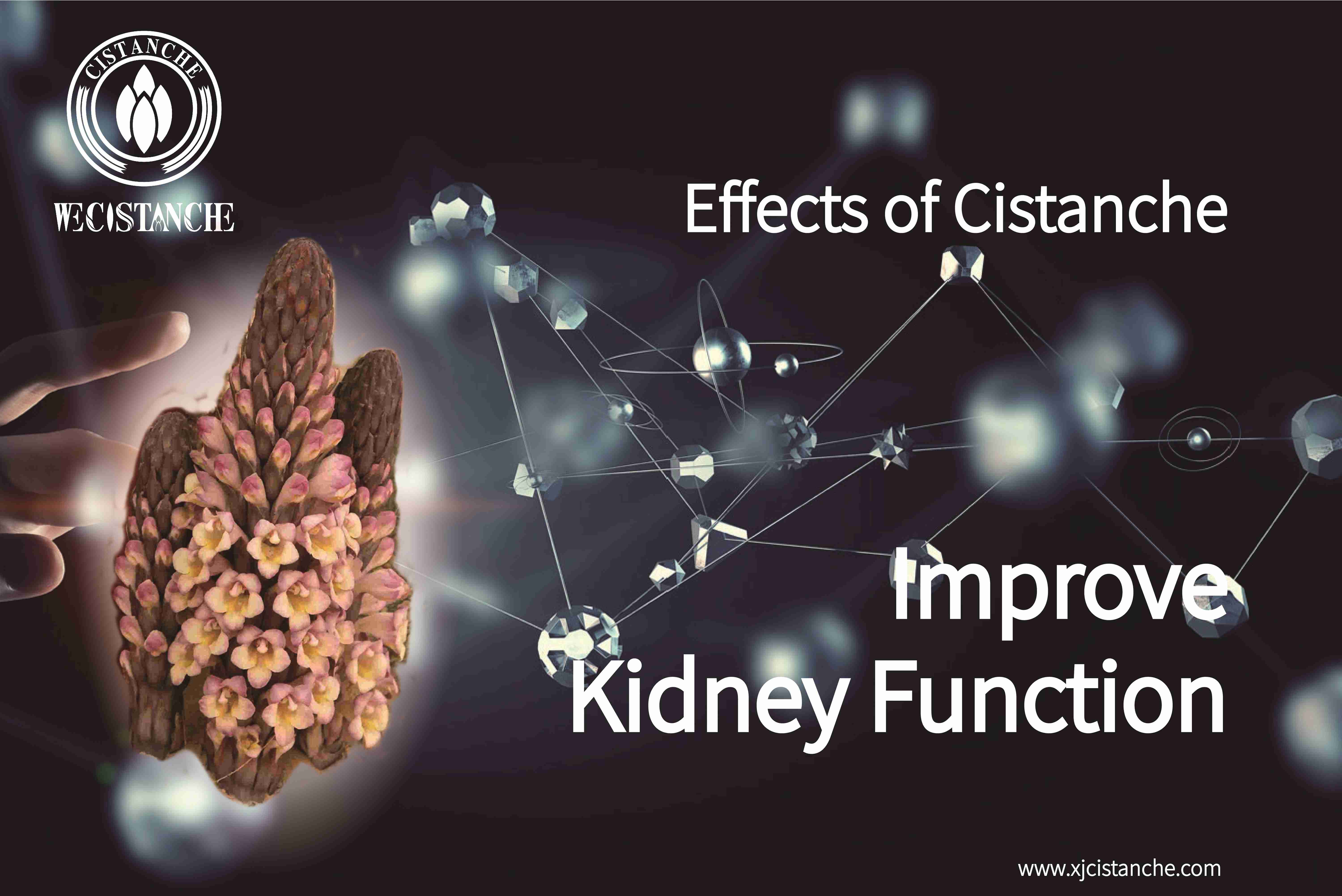 kidney supplement kidney supplement