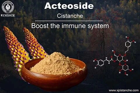 Improve sexual function Cistanche