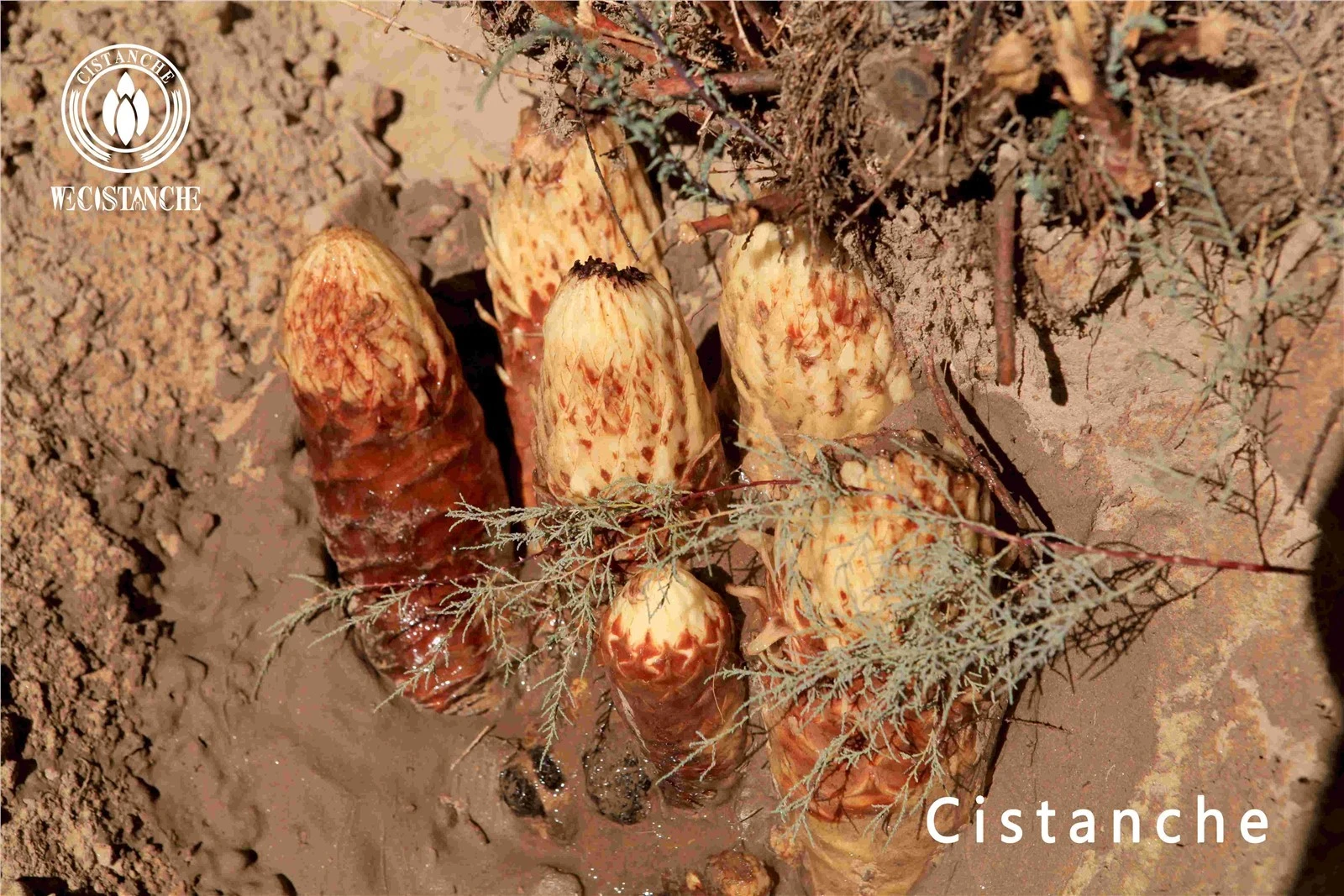 cistanche tubulosa extract powder