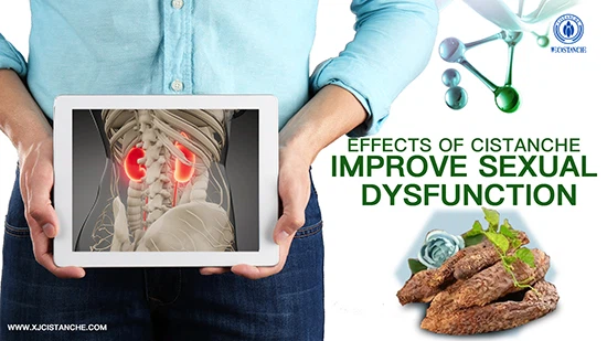 Cistanche deserticola ma