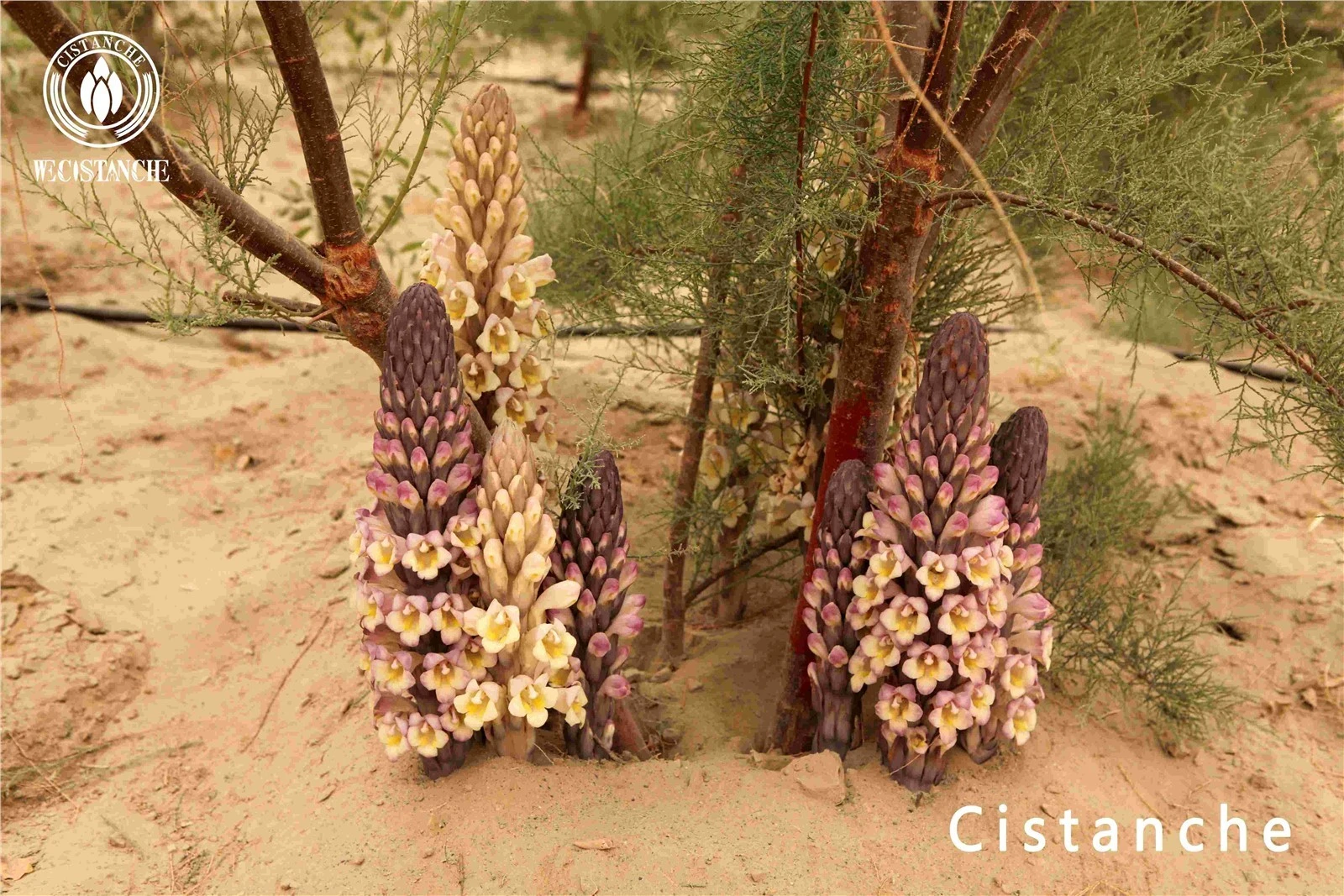 herba cistanches side effects