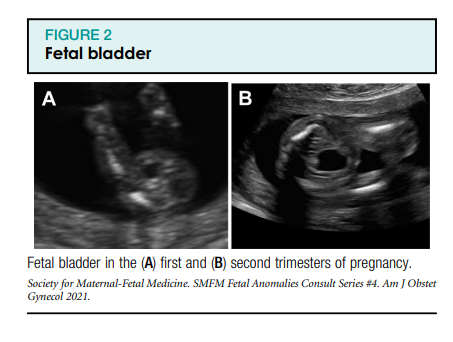 cistanche tubulosa benefits