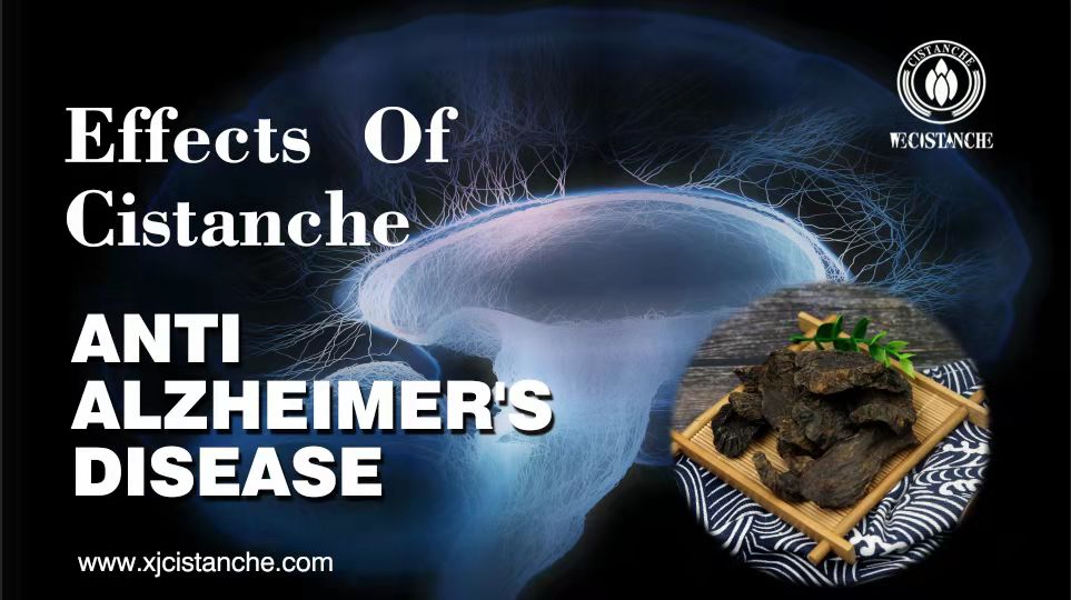 what is cistanche used for what is cistanche used for