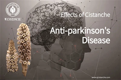 Cistanche benefits