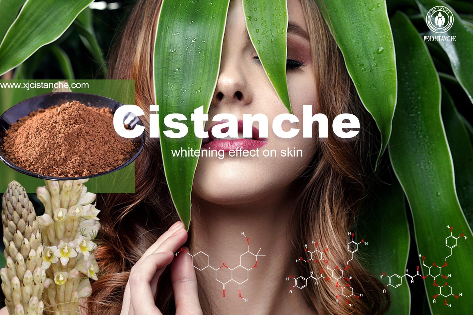 maca ginseng cistanche sea horse