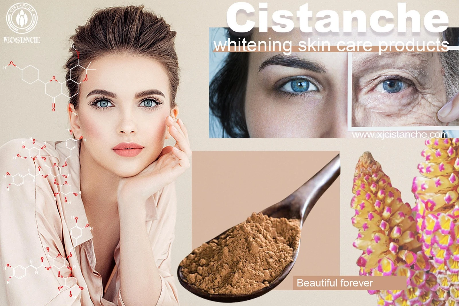 cistanche tubulosa supplement