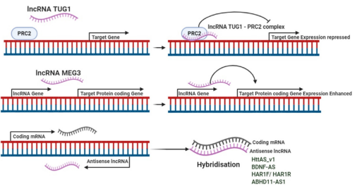 image Fig. 3 – Regulatory mechanisms of lncRNAs in HD