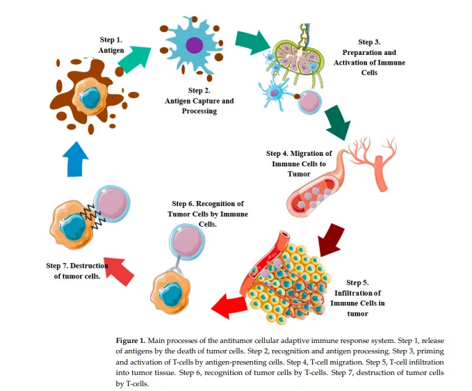 when to take cistanche