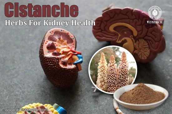cistanche for kidney function