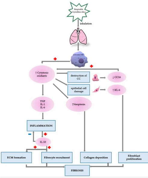 Figure 2. The role of presented biomarkers in silicosis pathogenesis
