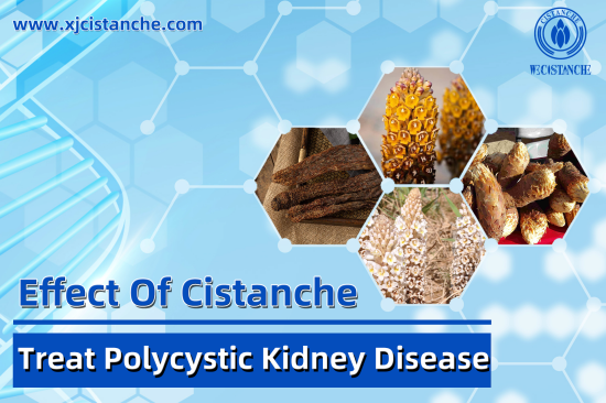 25% echinacoside 9% acteoside cistanche for kidney