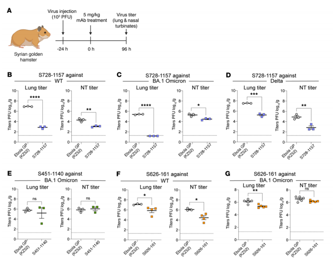 Figure 4. Protective efficacy of bnAbs against SARS-CoV-2 infection in hamsters. Figure 4. Protective efficacy of bnAbs against SARS-CoV-2 infection in hamsters.