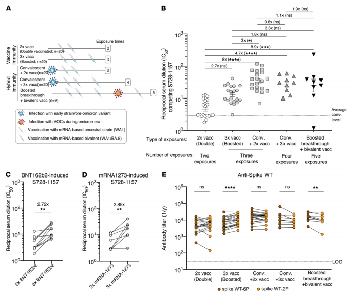 Figure 6. mRNA-vaccinated serum antibody competition with S728-1157 neutralizing RBD-reactive mAbs and comparison of serum antibody response against 6P- versus 2P-stabilized spikes. Figure 6. mRNA-vaccinated serum antibody competition with S728-1157 neutralizing RBD-reactive mAbs and comparison of serum antibody response against 6P- versus 2P-stabilized spikes.