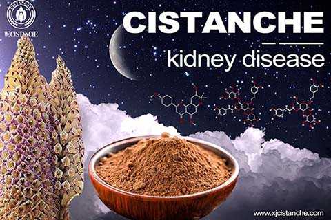 CISTANCHE EXTRACT WITH 25% ECHINACOSIDE AND 9% ACTEOSIDE FOR KIDNEY 