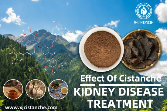 CISTANCHE EXTRACT WITH 25% ECHINACOSIDE AND 9% ACTEOSIDE FOR KIDNEY CISTANCHE EXTRACT WITH 25% ECHINACOSIDE AND 9% ACTEOSIDE FOR KIDNEY