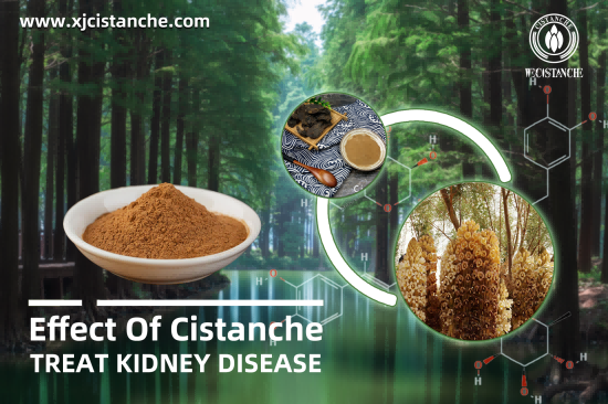 CISTANCHE EXTRACT WITH 25% ECHINACOSIDE AND 9% ACTEOSIDE