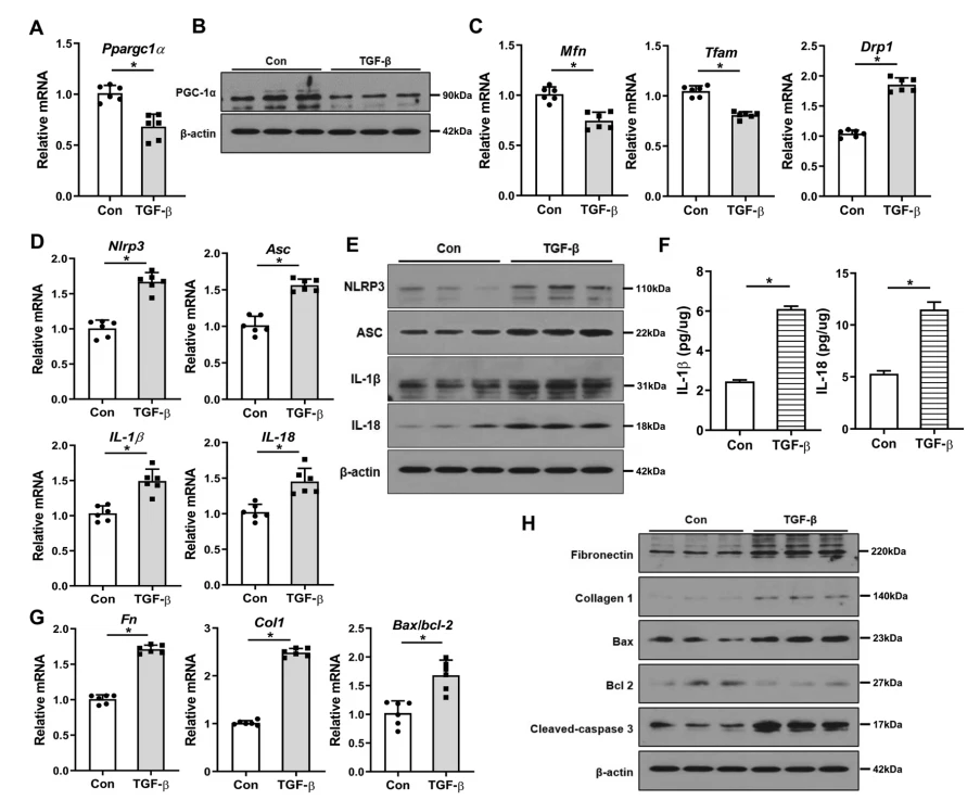 CISTANCHE EXTRACT WITH 25% ECHINACOSIDE AND 9% ACTEOSIDE FOR KIDNEY