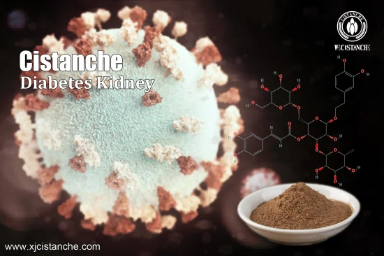 CISTANCHE EXTRACT WITH 25% ECHINACOSIDE AND 9% ACTEOSIDE FOR KIDNEY
