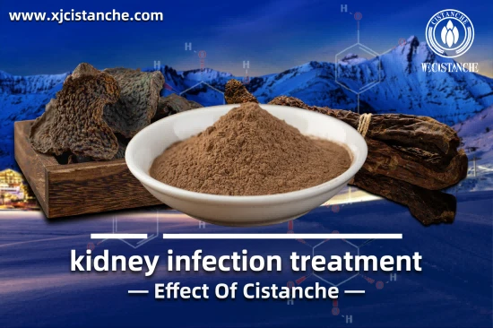 CISTANCHE EXTRACT WITH 25% ECHINACOSIDE AND 9% ACTEOSIDE FOR KIDNEY