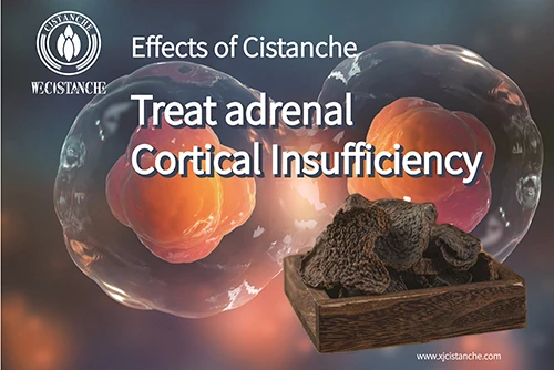 Cistanche deserticola efficacy-Tonifying kidney (13)