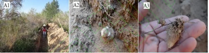 NATURAL ORGANIC CISTANCHE TUBULOSA MATERIALS NATURAL ORGANIC CISTANCHE TUBULOSA MATERIALS