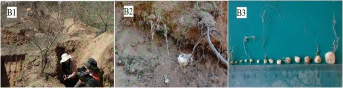 NATURAL ORGANIC CISTANCHE TUBULOSA MATERIALS NATURAL ORGANIC CISTANCHE TUBULOSA MATERIALS
