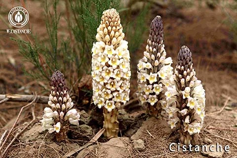 cistanche tubulosa cistanche tubulosa