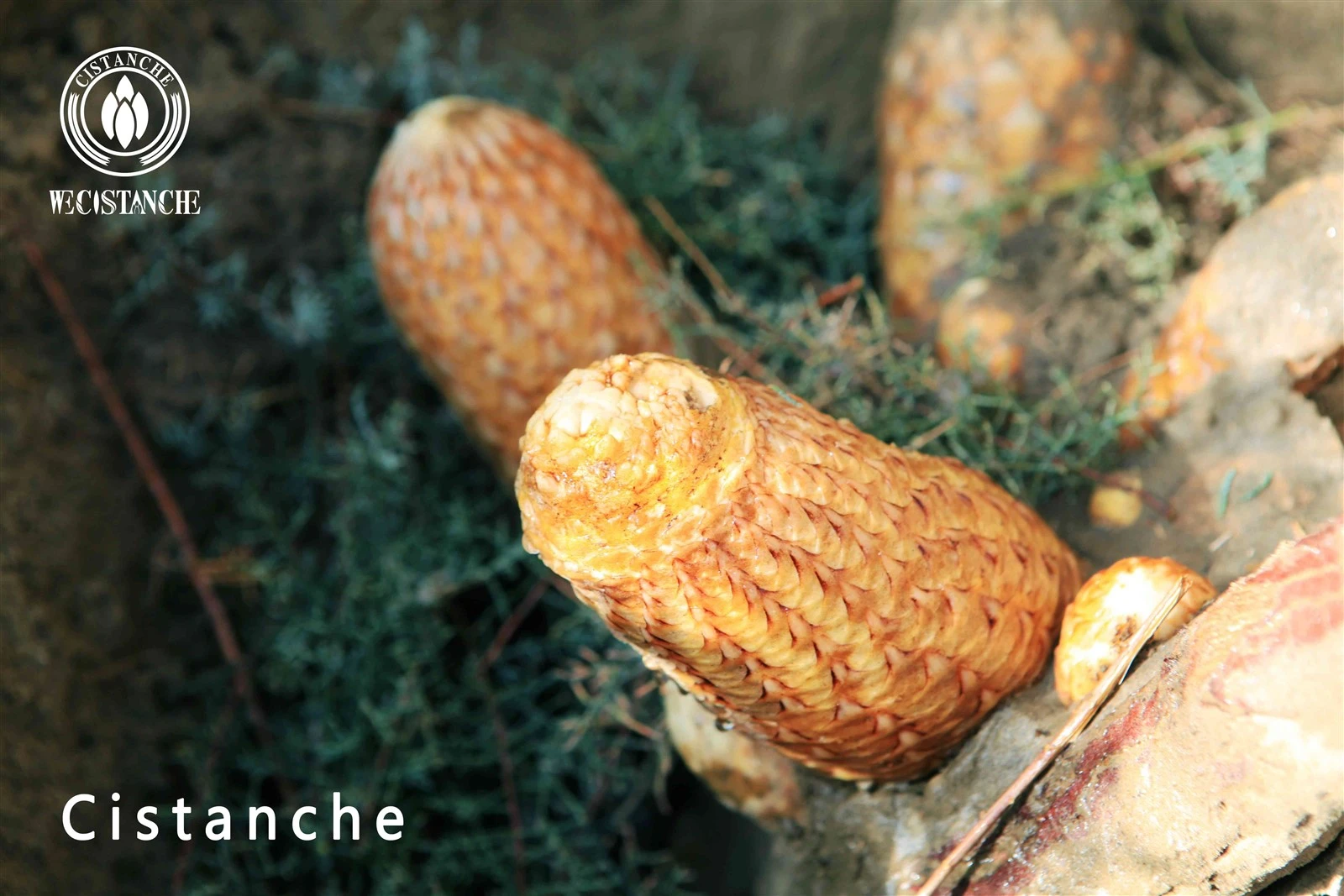Chinese cistanche tubulosa