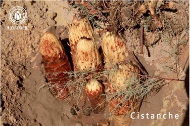 Cistanche'i eelised Cistanche'i mõjud Cistanche'i kõrvaltoimed Cistanche'i kasutamine Cistanche'i annus